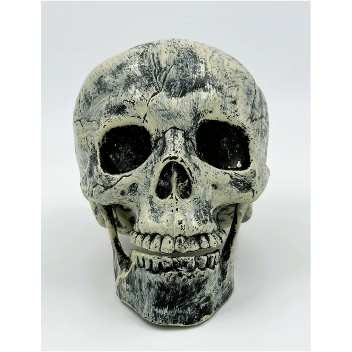 Κρανίο Διακόσμησης 34x20 εκ - Image 2